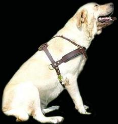 big labrador harnesses